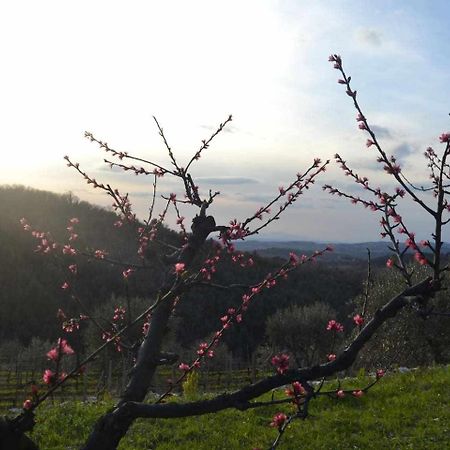 Agriturismo San Silvestro San Donato in Poggio Bagian luar foto