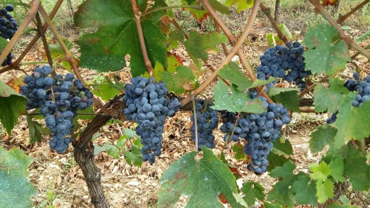 Agriturismo San Silvestro San Donato in Poggio Bagian luar foto