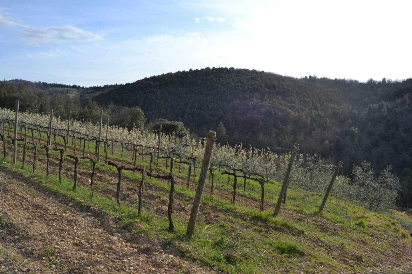 Agriturismo San Silvestro San Donato in Poggio Bagian luar foto
